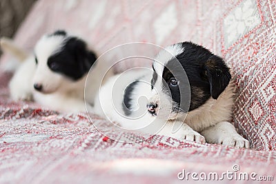 Little Street Homeless Cute Fluffy Dogs Puppies White black Stock Photo