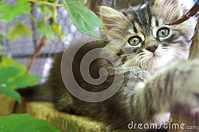 Little striped kitten walking on the street. cute baby kitten sharpens claws Stock Photo