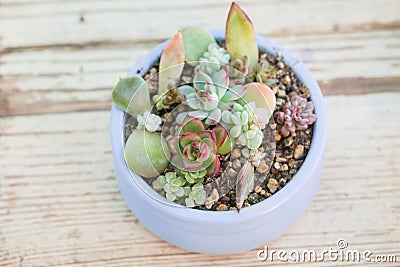 Little succulent echeveria plants, minigarden on white background Stock Photo