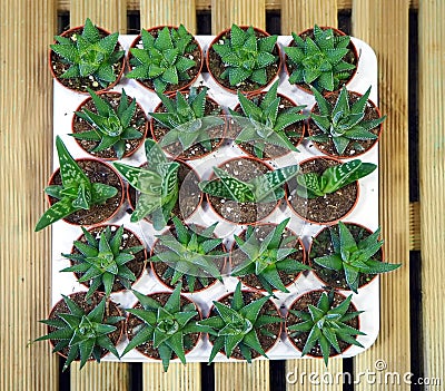 Little succulent plants, some of agave genus, on a wooden support in a flower market Stock Photo