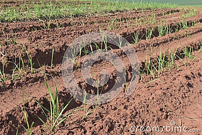 A little sugar cane using a technique called meiosis. growing cane in the field. land for sugar cane production Stock Photo