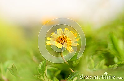 The Little Sun Flower is Shining The Morning Stock Photo