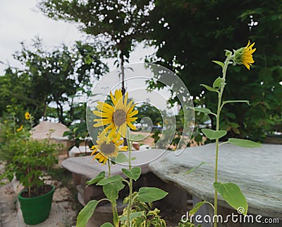 The little Sunflower garden. Stock Photo