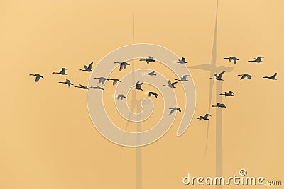 little swans fly over wind farms in the haze Stock Photo