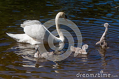 Little swans with mother Stock Photo