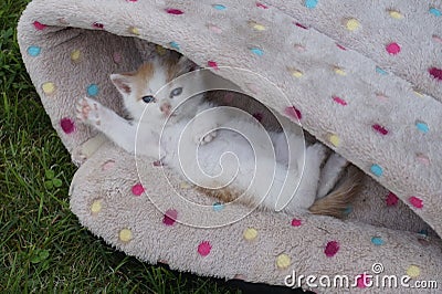 Little sweet kitty completely relaxed in a basket Stock Photo