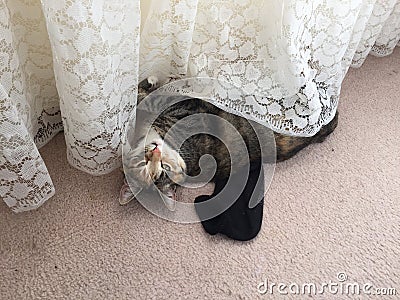 Cheeky Junior Tabby Cat Girl Stock Photo