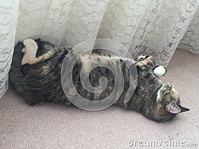 Cheeky Junior Tabby Cat Girl Stock Photo