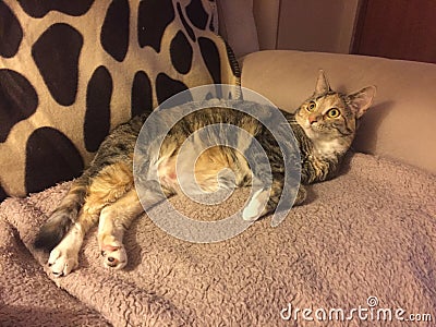 Cheeky Junior Tabby Cat Girl Stock Photo