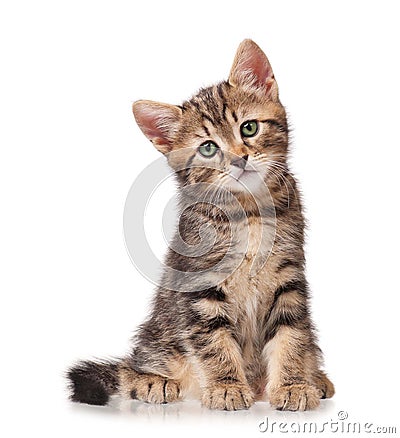 Little tabby Stock Photo