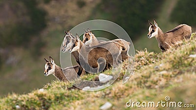 Little tatra chamois kids standing in mountains in spring Stock Photo