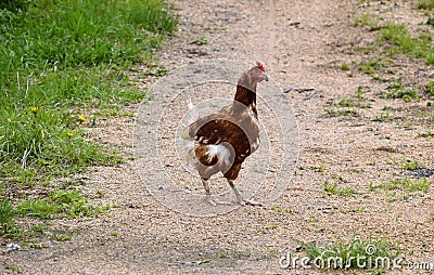 Little thin chicken standing on the road in the village Stock Photo