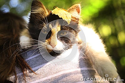 Little three colored kitten lay on human shoulder Stock Photo