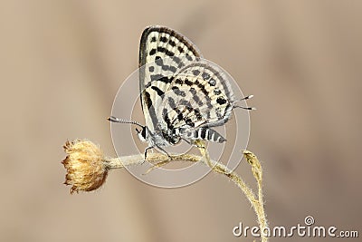 Little tiger blue Tarucus balkanicus butterfly Stock Photo