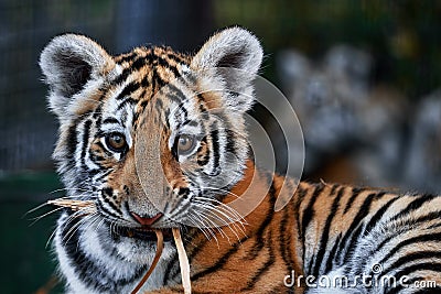 Little tiger cubs playing. young Tiger Stock Photo