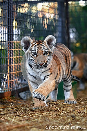 Little tiger cubs playing. young Tiger Stock Photo