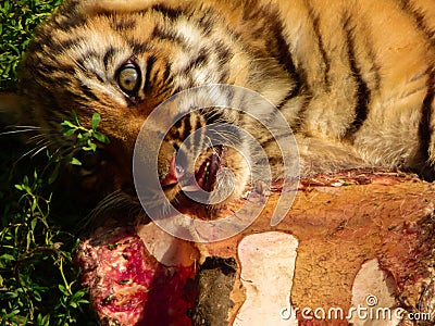 Little tiger Stock Photo