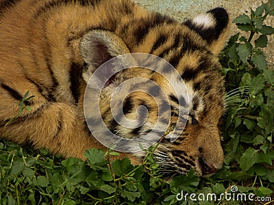 Little tiger Stock Photo