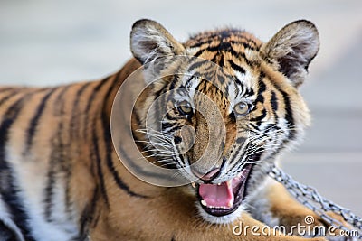 little tiger Stock Photo