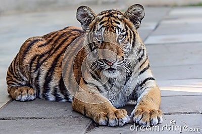 little tiger Stock Photo