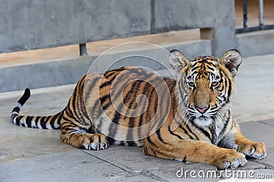 little tiger Stock Photo