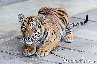 little tiger Stock Photo