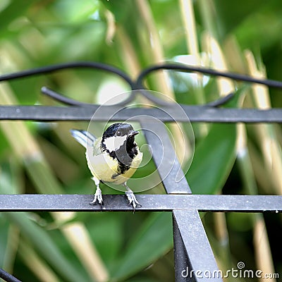 Little titmouse in the Garden Stock Photo