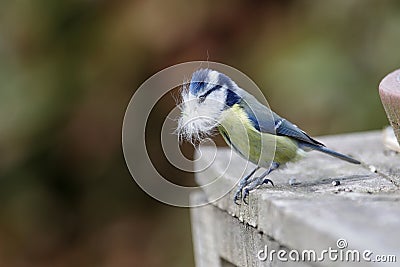 Little titmouse with nest material in her beak Stock Photo