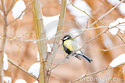 Little titmouse sits on a small twig Stock Photo