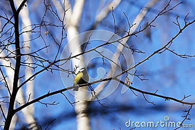 Little titmouse sitting on a branch against a blue sky Stock Photo