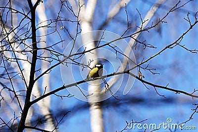 Little titmouse sitting on a branch against a blue sky Stock Photo