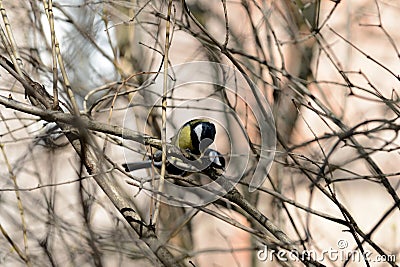 Little titmouse sitting on a branch in the park Stock Photo