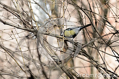 Little titmouse sitting on a branch in the park Stock Photo