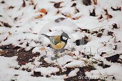 Titmouse is sitting on the first fall of snow Stock Photo