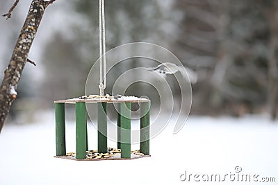 Little titmouse on the trough eats. Winter bird Stock Photo
