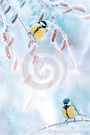 Little tits in a fairy-tale snowy forest. Christmas image. Winter wonderland. Stock Photo
