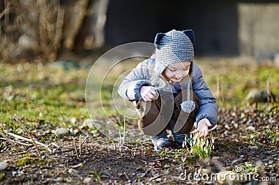 Little toddler girl touching snowdrops Stock Photo