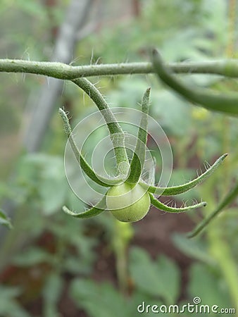 Little tomato Stock Photo