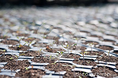 Little tomato plant Stock Photo