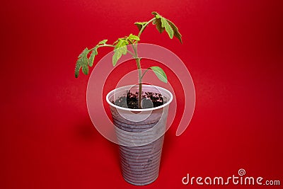Little tomato plant in a plastic cup with a red background Stock Photo