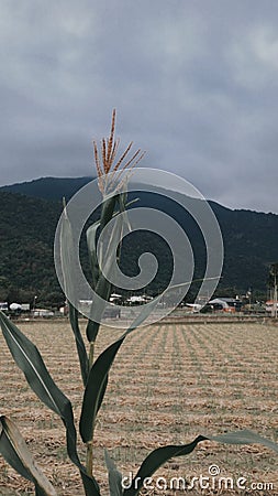 Little town, corn, mountain, grey sky Stock Photo