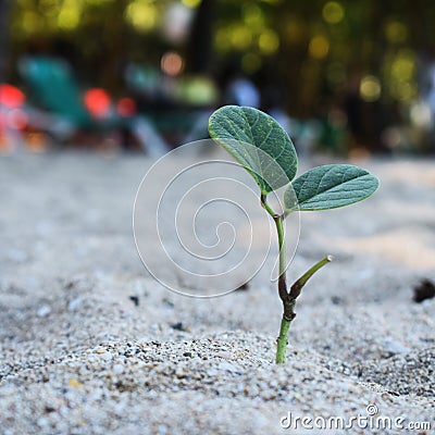 Little tree at the beach Stock Photo