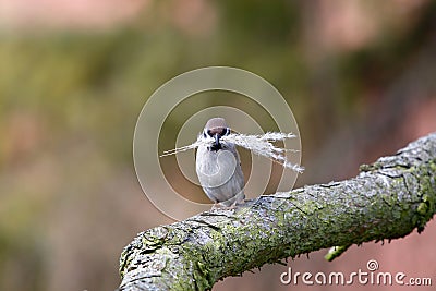A little tree sparrow with grass for nest building Stock Photo