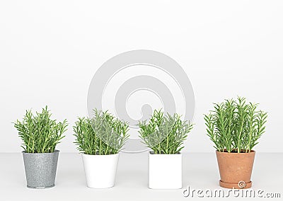 Little trees stand in a line,minimal,isolated Stock Photo