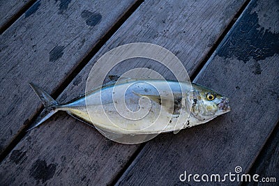 Little trevally fish on wooden fishing pontoon Stock Photo