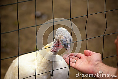 Little turkey-cock feed from a hand Stock Photo