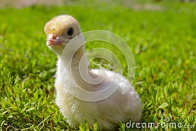 Little turkey on green grass. Turkey-poult close up. Turkey chick walking in the air. Eco farm Stock Photo