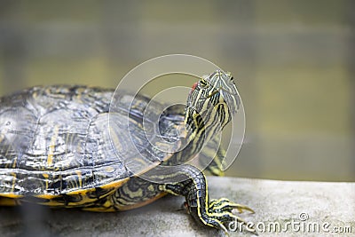 Little turtle facing from inside the fence. Stock Photo