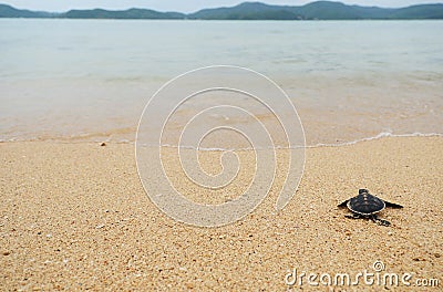 Little turtle go oceans Stock Photo