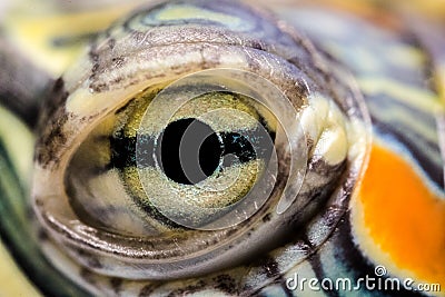 Little Turtle Eye is watching Stock Photo